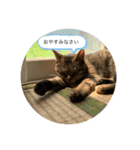 保護猫こばんスタンプ2（個別スタンプ：2）