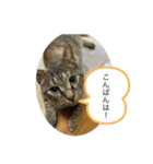 保護猫こばんスタンプ2（個別スタンプ：3）