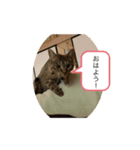 保護猫こばんスタンプ2（個別スタンプ：4）