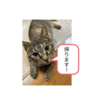 保護猫こばんスタンプ2（個別スタンプ：5）