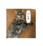 保護猫こばんスタンプ2（個別スタンプ：6）