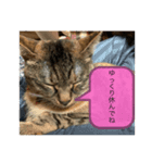 保護猫こばんスタンプ2（個別スタンプ：7）