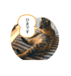 保護猫こばんスタンプ2（個別スタンプ：8）