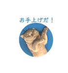 《実写》もふもふ猫のハリー。②（個別スタンプ：2）