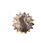 《実写》もふもふ猫のハリー。②（個別スタンプ：3）