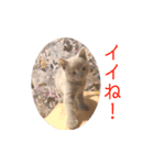 《実写》もふもふ猫のハリー。②（個別スタンプ：5）