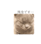 《実写》もふもふ猫のハリー。②（個別スタンプ：6）