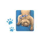 《実写》もふもふ猫のハリー。②（個別スタンプ：7）