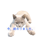 《実写》もふもふ猫のハリー。②（個別スタンプ：10）