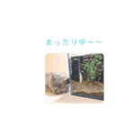 《実写》もふもふ猫のハリー。②（個別スタンプ：11）