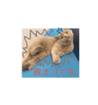 《実写》もふもふ猫のハリー。②（個別スタンプ：12）