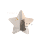《実写》もふもふ猫のハリー。②（個別スタンプ：13）