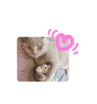 《実写》もふもふ猫のハリー。②（個別スタンプ：16）