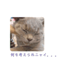《実写》もふもふ猫のハリー。②（個別スタンプ：17）