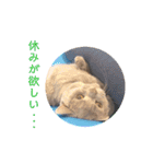 《実写》もふもふ猫のハリー。②（個別スタンプ：18）