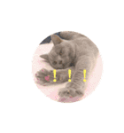 《実写》もふもふ猫のハリー。②（個別スタンプ：19）