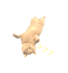 《実写》もふもふ猫のハリー。②（個別スタンプ：20）