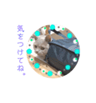 《実写》もふもふ猫のハリー。②（個別スタンプ：21）