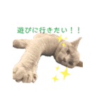 《実写》もふもふ猫のハリー。②（個別スタンプ：23）