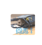 《実写》もふもふ猫のハリー。②（個別スタンプ：24）