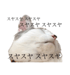 おとまるといっしょ（個別スタンプ：8）
