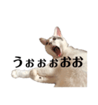 おとまるといっしょ（個別スタンプ：10）