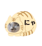 おとまるといっしょ（個別スタンプ：15）