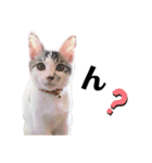 おとまるといっしょ（個別スタンプ：24）