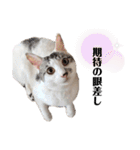 おとまるといっしょ（個別スタンプ：37）
