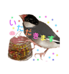 桜文鳥と白文鳥のスタンプ②（個別スタンプ：1）