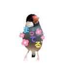 桜文鳥と白文鳥のスタンプ②（個別スタンプ：4）