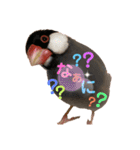 桜文鳥と白文鳥のスタンプ②（個別スタンプ：5）