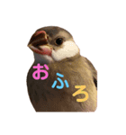 桜文鳥と白文鳥のスタンプ②（個別スタンプ：6）