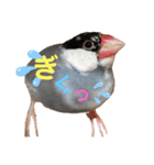 桜文鳥と白文鳥のスタンプ②（個別スタンプ：9）