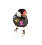 桜文鳥と白文鳥のスタンプ②（個別スタンプ：10）
