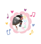桜文鳥と白文鳥のスタンプ②（個別スタンプ：12）