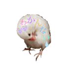 桜文鳥と白文鳥のスタンプ②（個別スタンプ：15）
