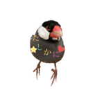桜文鳥と白文鳥のスタンプ②（個別スタンプ：18）