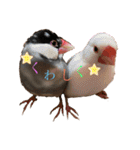 桜文鳥と白文鳥のスタンプ②（個別スタンプ：20）