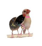 桜文鳥と白文鳥のスタンプ②（個別スタンプ：22）