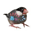 桜文鳥と白文鳥のスタンプ②（個別スタンプ：24）