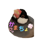 桜文鳥と白文鳥のスタンプ②（個別スタンプ：25）