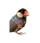 桜文鳥と白文鳥のスタンプ②（個別スタンプ：26）