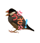 桜文鳥と白文鳥のスタンプ②（個別スタンプ：27）