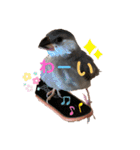 桜文鳥と白文鳥のスタンプ②（個別スタンプ：32）