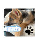 shigetoku carrie＆Jamie（個別スタンプ：13）