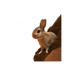 ぽこ様の下僕が使うスタンプ（個別スタンプ：11）