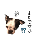 dogで使えるかも（個別スタンプ：1）