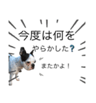 dogで使えるかも（個別スタンプ：4）