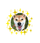 柴犬ゆき0715（個別スタンプ：1）